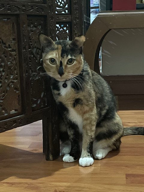 Cali - Calico + Tortoiseshell Cat