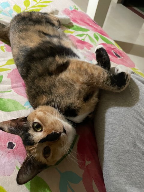 Cali - Calico + Tortoiseshell Cat