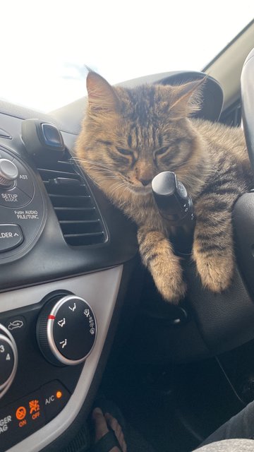 Theo - Domestic Short Hair + Maine Coon Cat