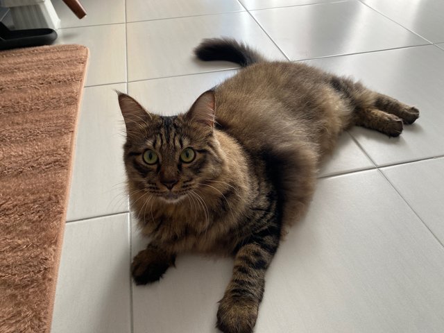 Theo - Domestic Short Hair + Maine Coon Cat