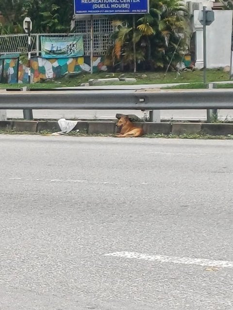 Shell Boy - Mixed Breed Dog