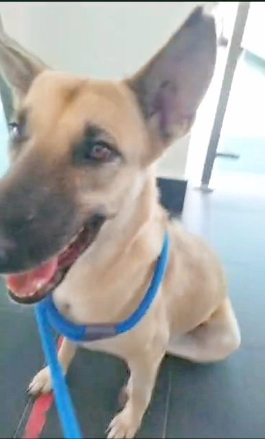  Dodoi - Belgian Shepherd Malinois Mix Dog