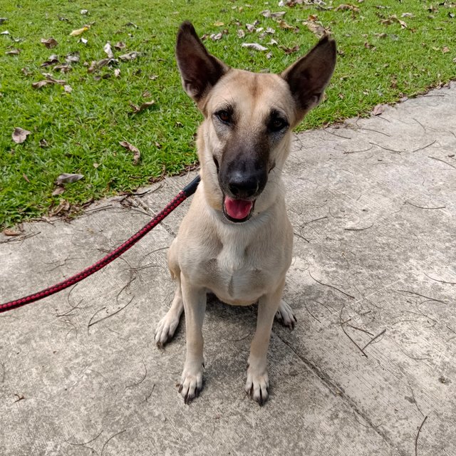  Dodoi - Belgian Shepherd Malinois Mix Dog