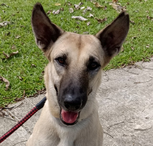  Dodoi - Belgian Shepherd Malinois Mix Dog