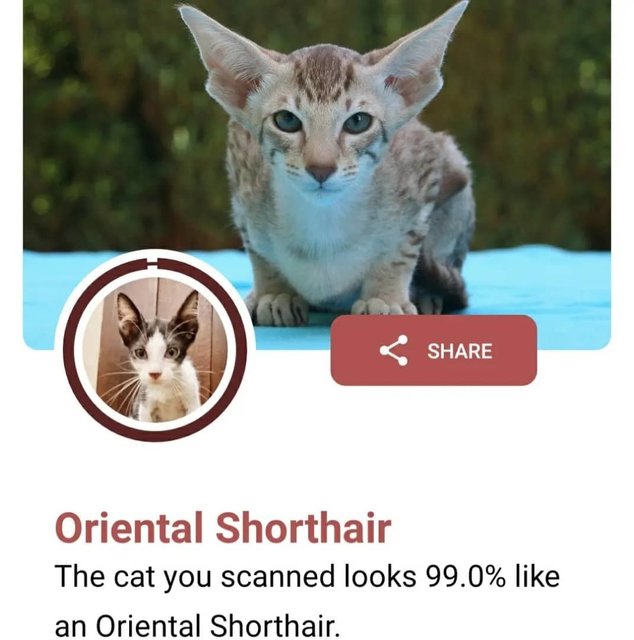 Reremon  - Oriental Short Hair Cat