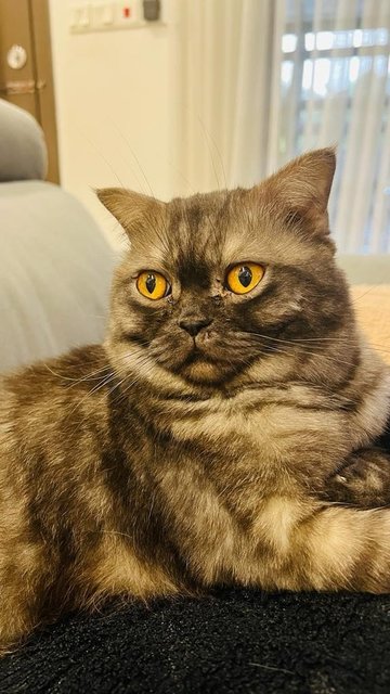 Jiji - British Shorthair + Exotic Shorthair Cat