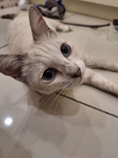 Lily - Siamese + Domestic Short Hair Cat