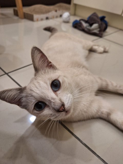 Lily - Siamese + Domestic Short Hair Cat