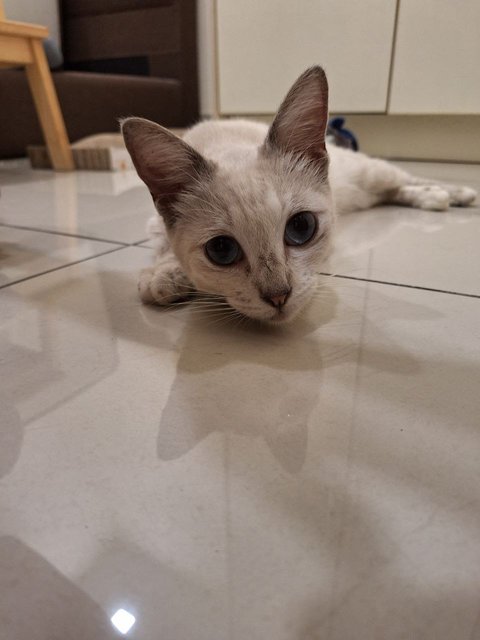 Lily - Siamese + Domestic Short Hair Cat