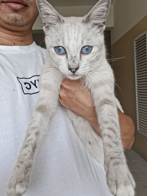 Lily - Siamese + Domestic Short Hair Cat