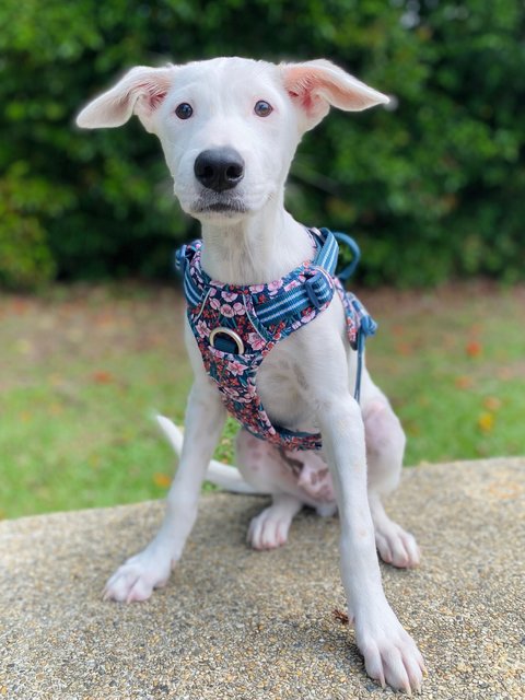 Polar Bear - Mixed Breed Dog