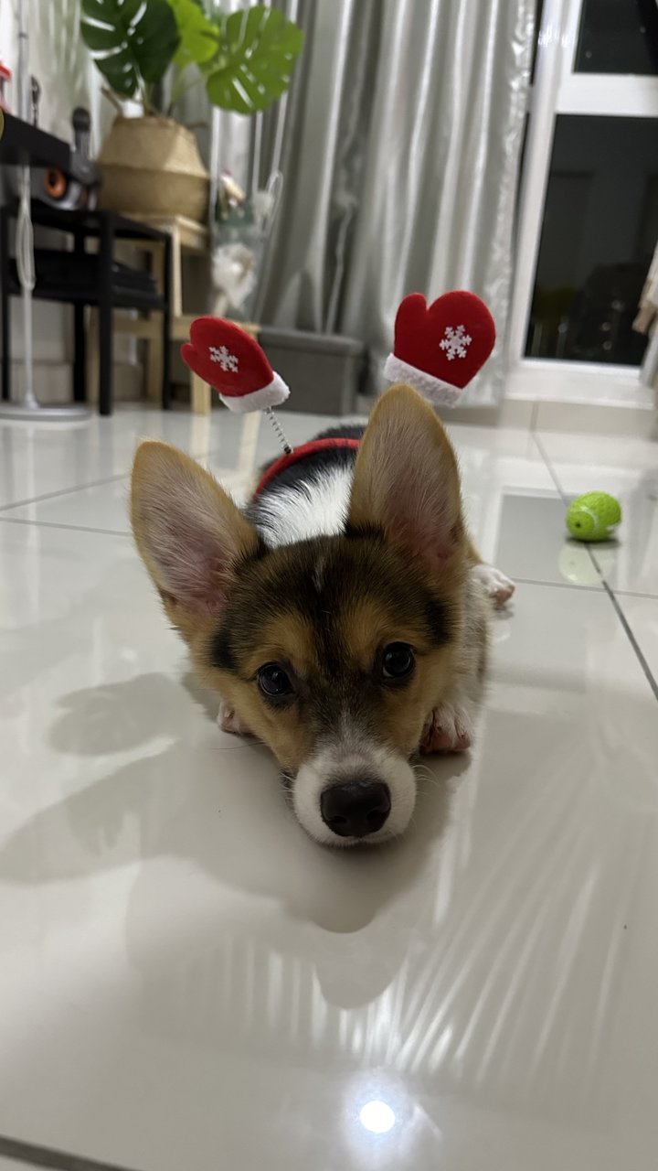 Laubann 老板 - Corgi Dog