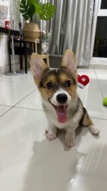 Laubann 老板 - Corgi Dog