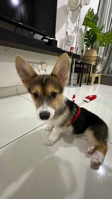 Laubann 老板 - Corgi Dog