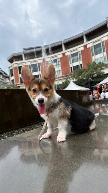 Laubann 老板 - Corgi Dog