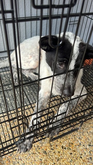 Guai2 Calm And Quiet  - English Setter Mix Dog