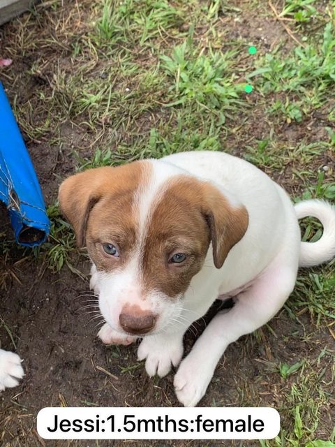 Jessi, Julia, Jimmy - Mixed Breed Dog