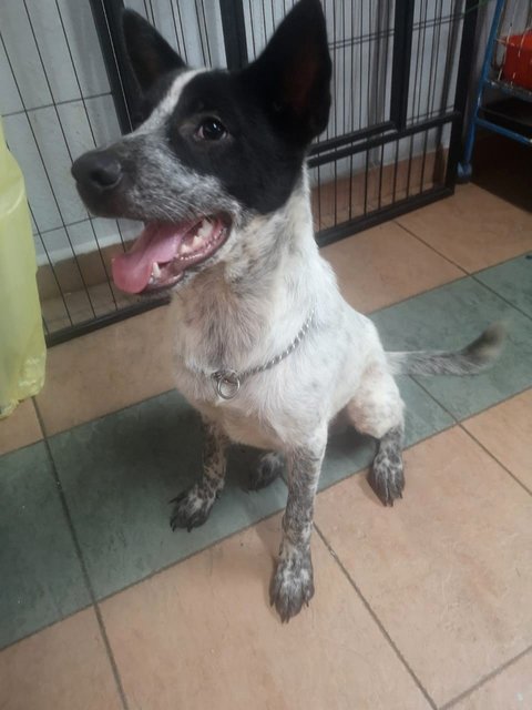 Guai Jr - Mixed Breed Dog