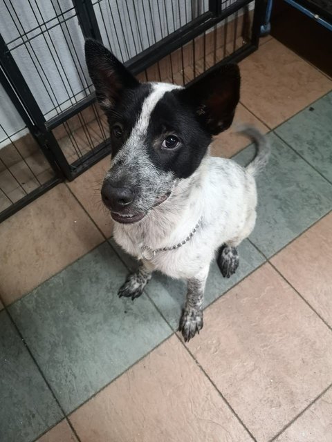 Guai Jr - Mixed Breed Dog