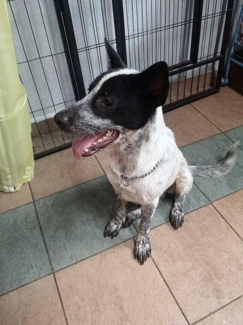 Guai Jr - Mixed Breed Dog