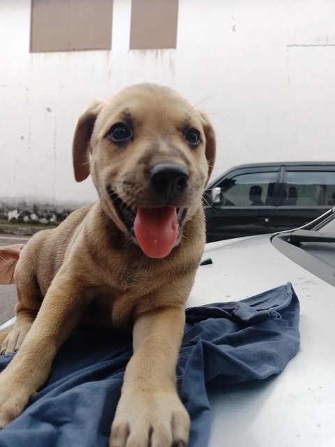 Meenu,renu - Mixed Breed Dog