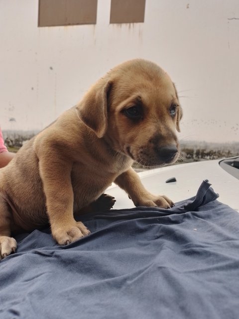 Meenu,renu - Mixed Breed Dog