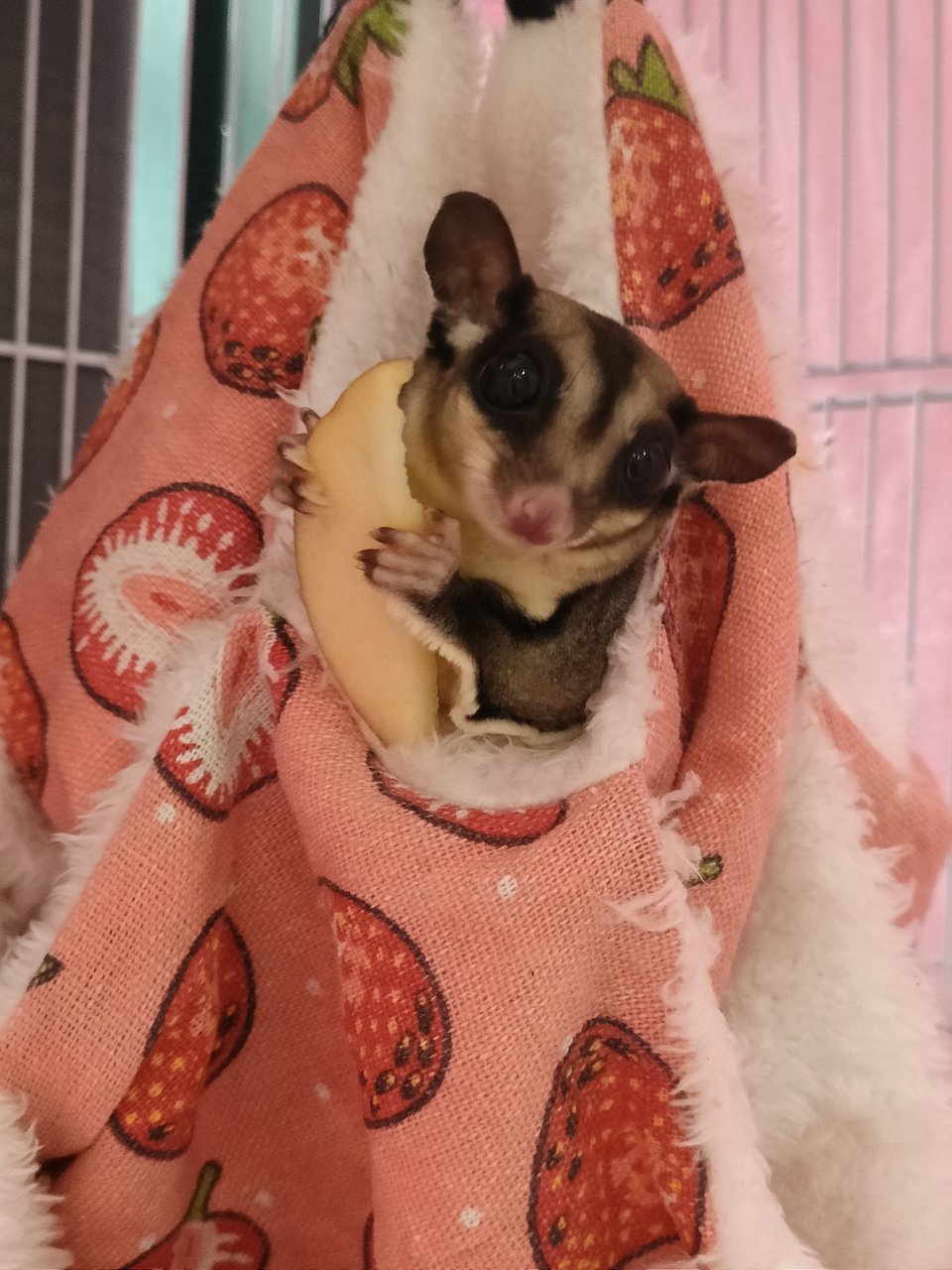 Marron  - Sugar Glider Small & Furry