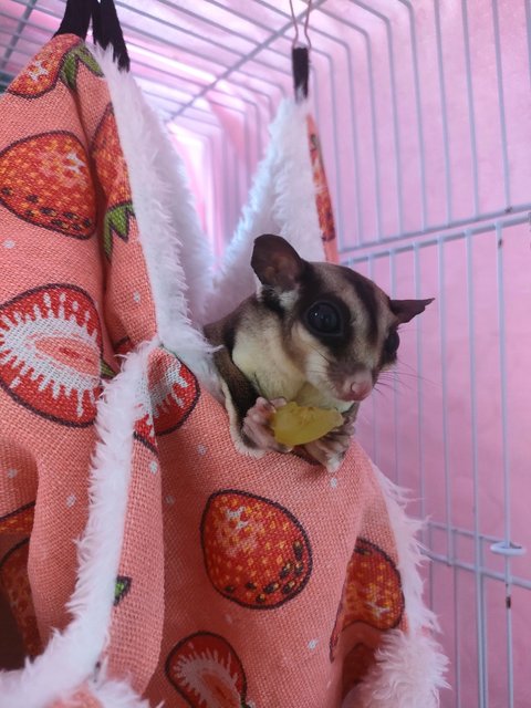 Marron  - Sugar Glider Small & Furry