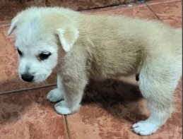 Simon - Jindo Mix Dog