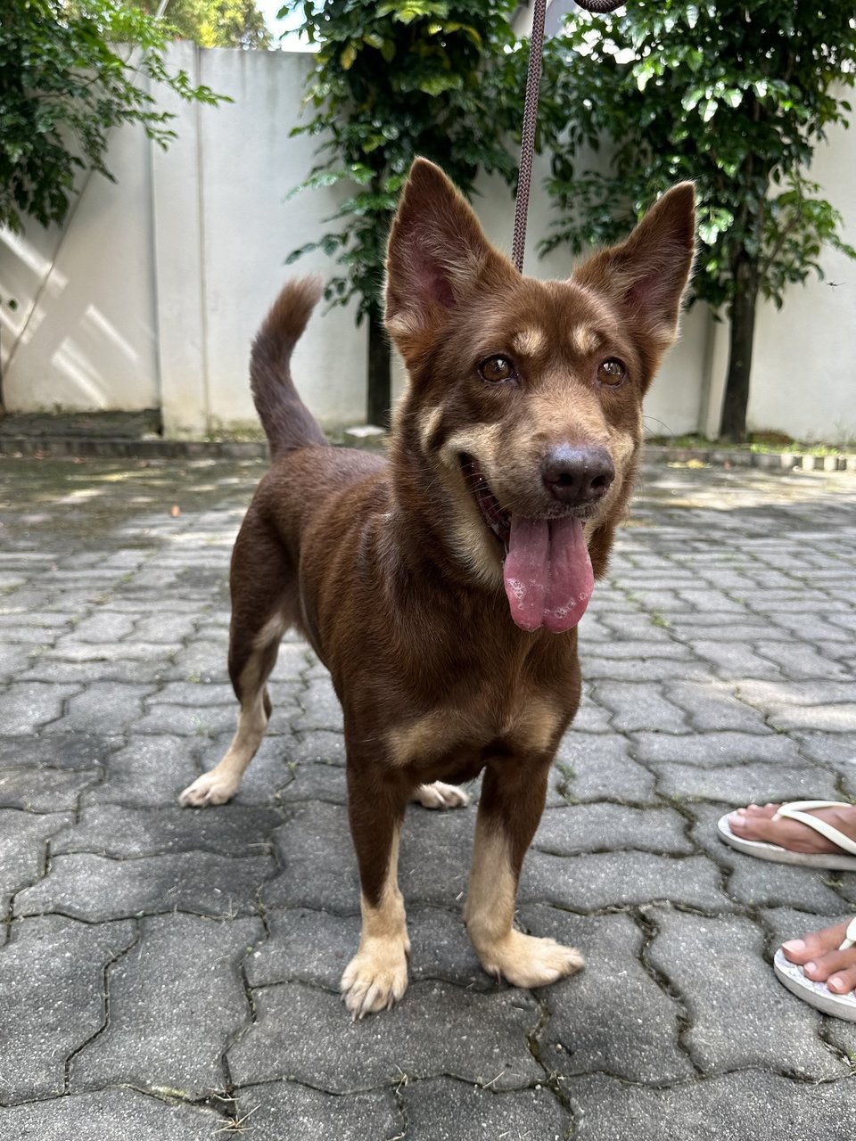 Sydney - Corgi Mix Dog