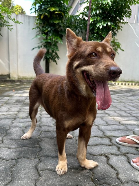 Sydney - Corgi Mix Dog