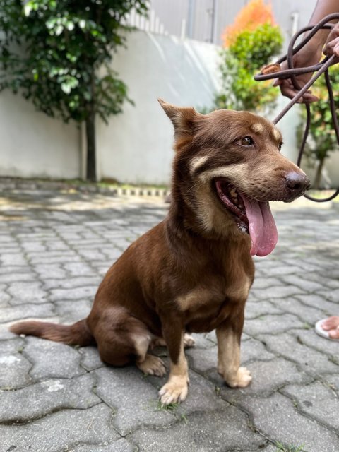 Sydney - Corgi Mix Dog