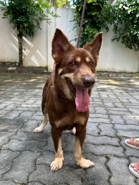 Sydney - Corgi Mix Dog