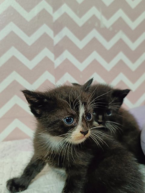 Zoki - British Shorthair + Domestic Short Hair Cat