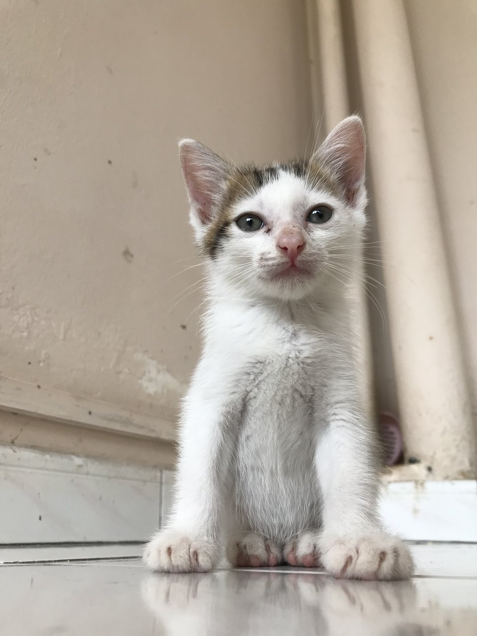 Margaret - Domestic Short Hair Cat