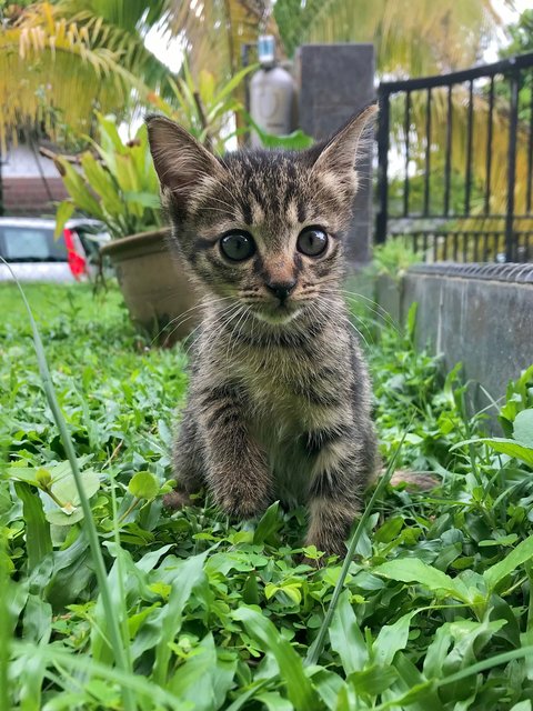 Leia - Domestic Short Hair + Domestic Medium Hair Cat