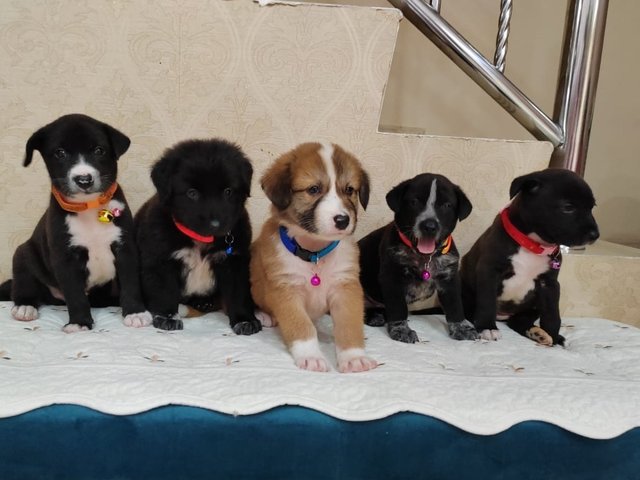 5 Puppies  - Australian Cattle Dog/Blue Heeler Mix Dog