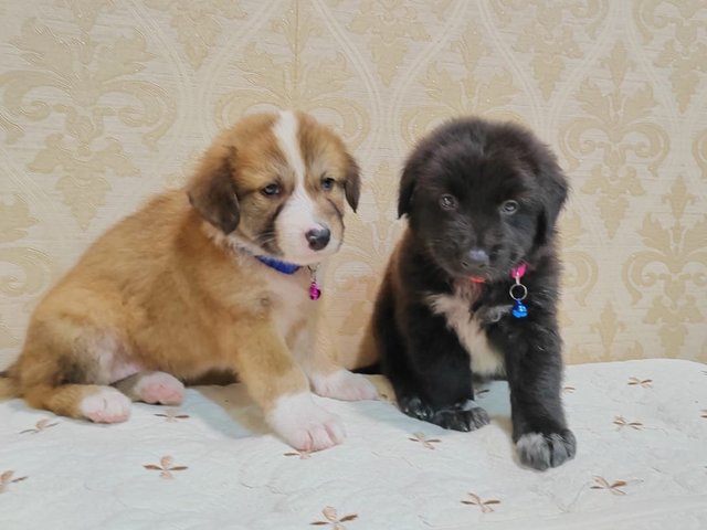 5 Puppies  - Australian Cattle Dog/Blue Heeler Mix Dog