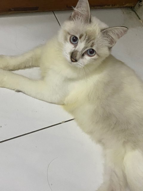 Miimo - Siamese + Domestic Long Hair Cat