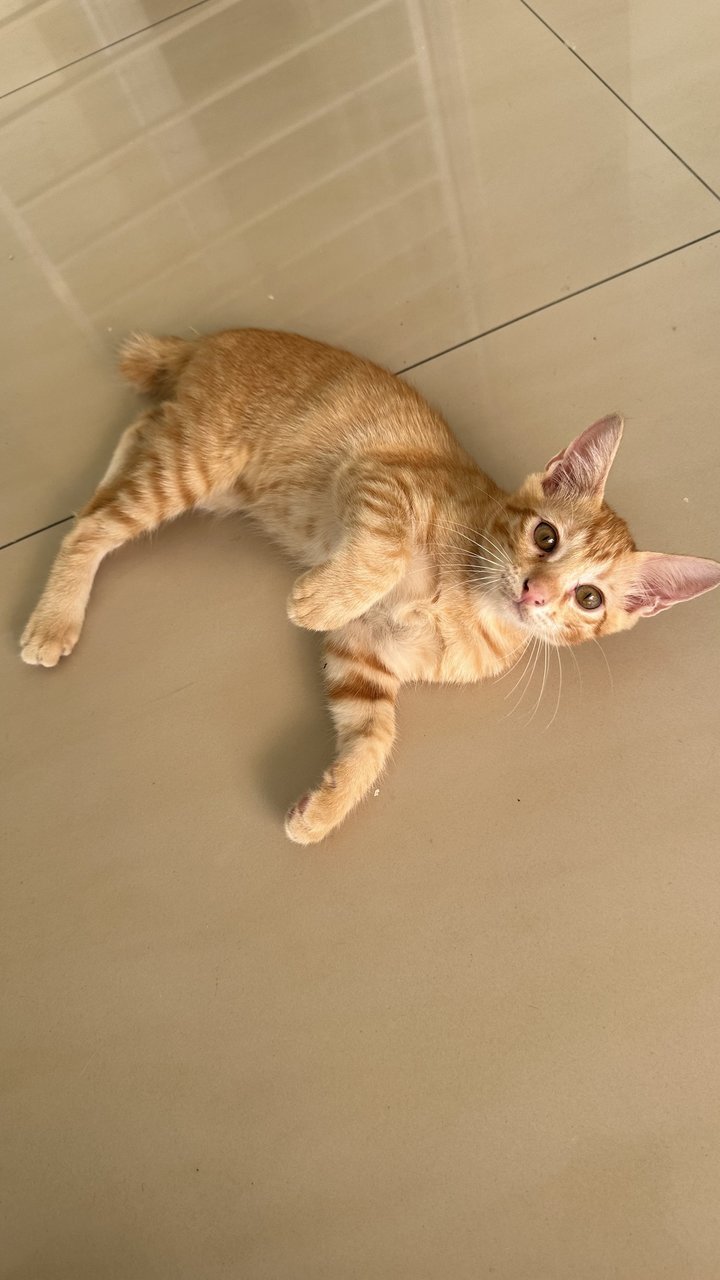 Oyen - Domestic Short Hair Cat