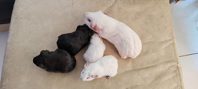 Ozzy And Boys Guinea Pig  - Guinea Pig Small & Furry