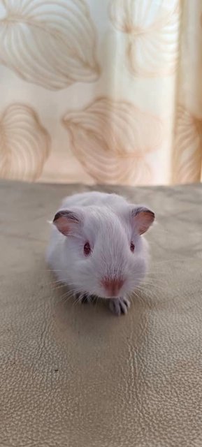 Ozzy And Boys Guinea Pig  - Guinea Pig Small & Furry