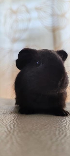 Ozzy And Boys Guinea Pig  - Guinea Pig Small & Furry