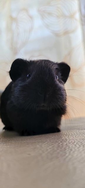 Ozzy And Boys Guinea Pig  - Guinea Pig Small & Furry