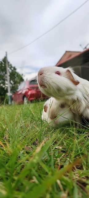 Ozzy And Boys Guinea Pig  - Guinea Pig Small & Furry