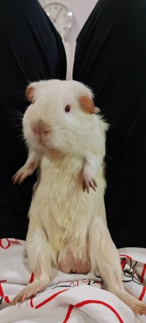 Ozzy And Boys Guinea Pig  - Guinea Pig Small & Furry