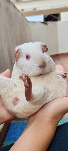 Ozzy And Boys Guinea Pig  - Guinea Pig Small & Furry