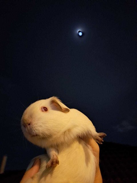 Ozzy And Boys Guinea Pig  - Guinea Pig Small & Furry