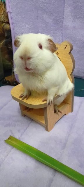 Ozzy And Boys Guinea Pig  - Guinea Pig Small & Furry