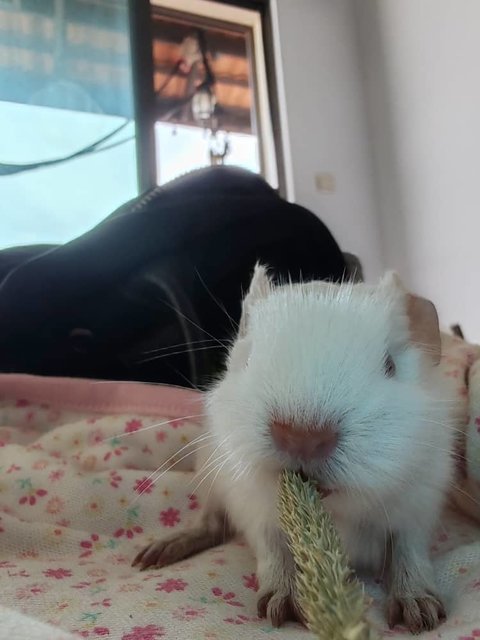 Ozzy And Boys Guinea Pig  - Guinea Pig Small & Furry